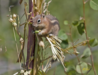 Golden Mantled Ground Squirrel 6746